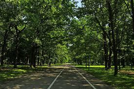 Oak Grove